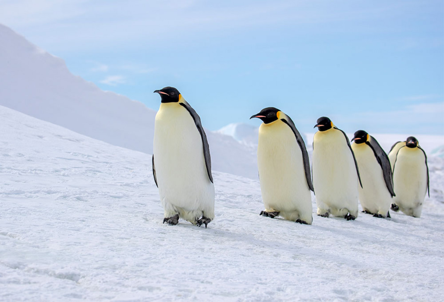 Penguenler hakkında 10 ilginç bilgi