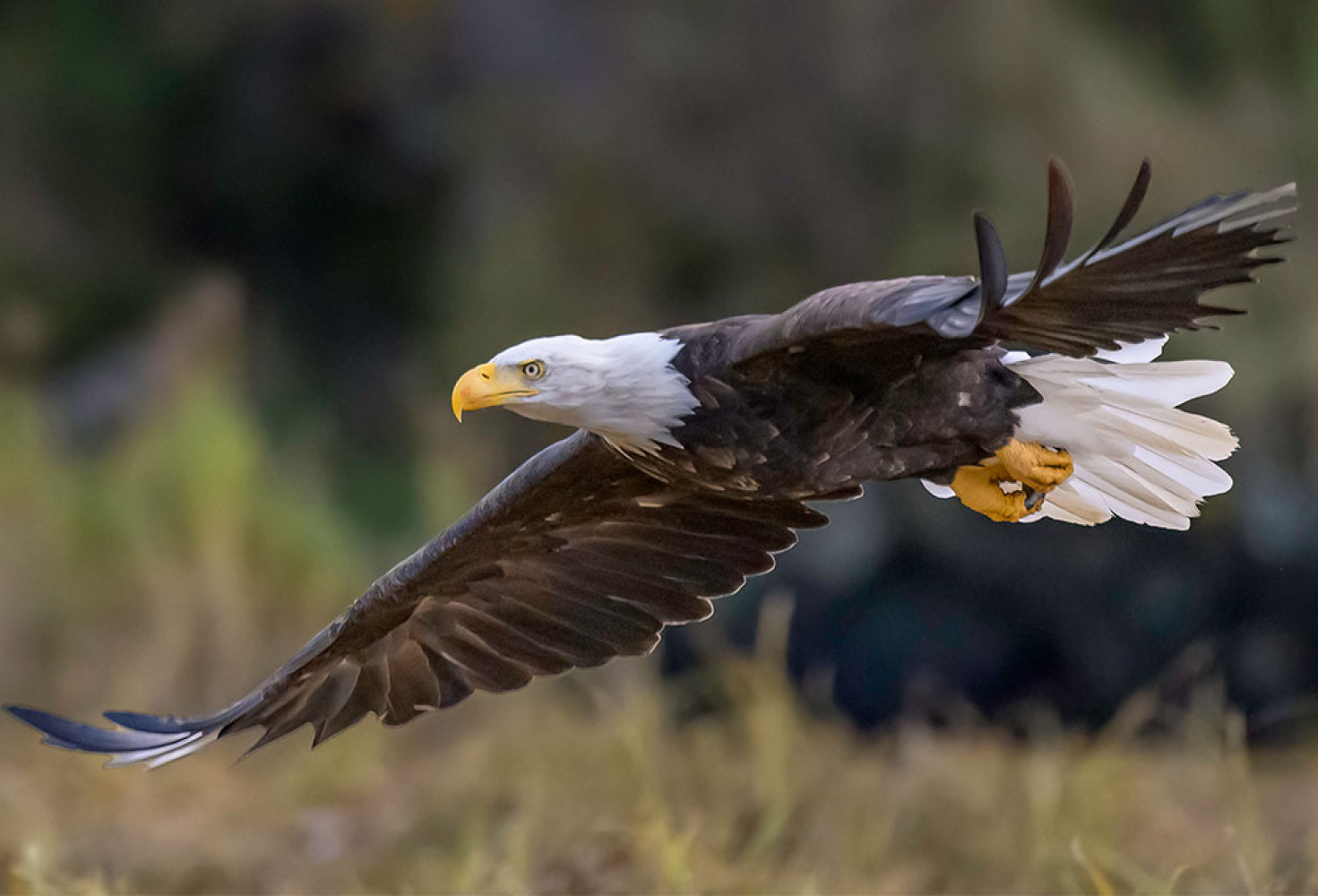 Kartallarla ilgili 10 ilgin&ccedil; bilgi 