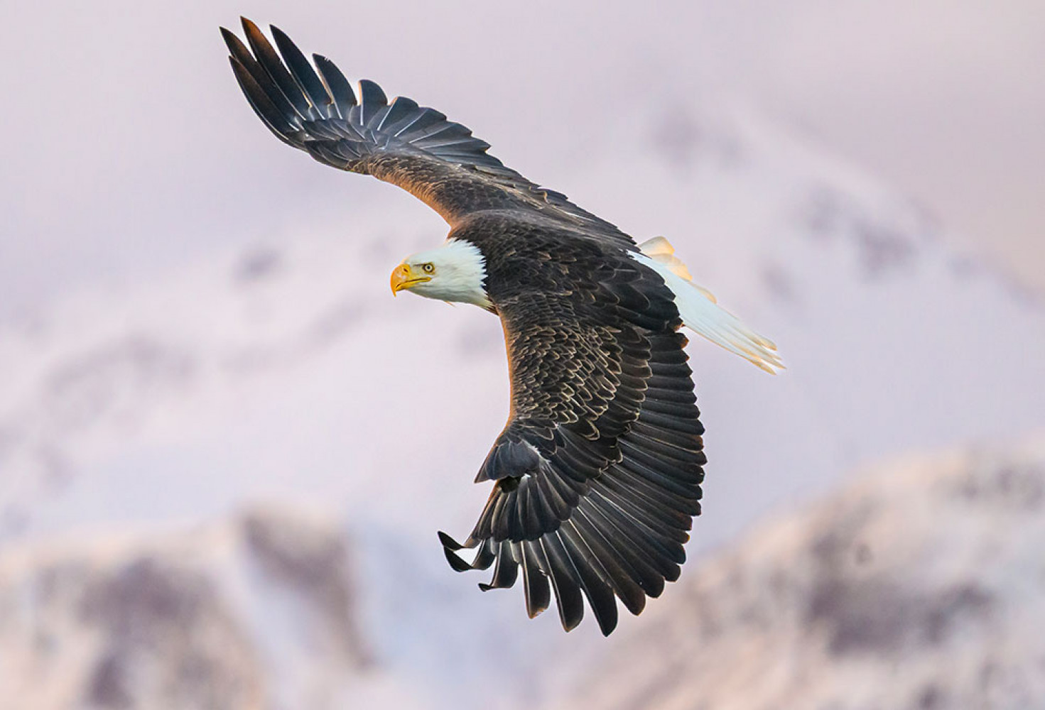 Kartallarla ilgili 10 ilgin&ccedil; bilgi 