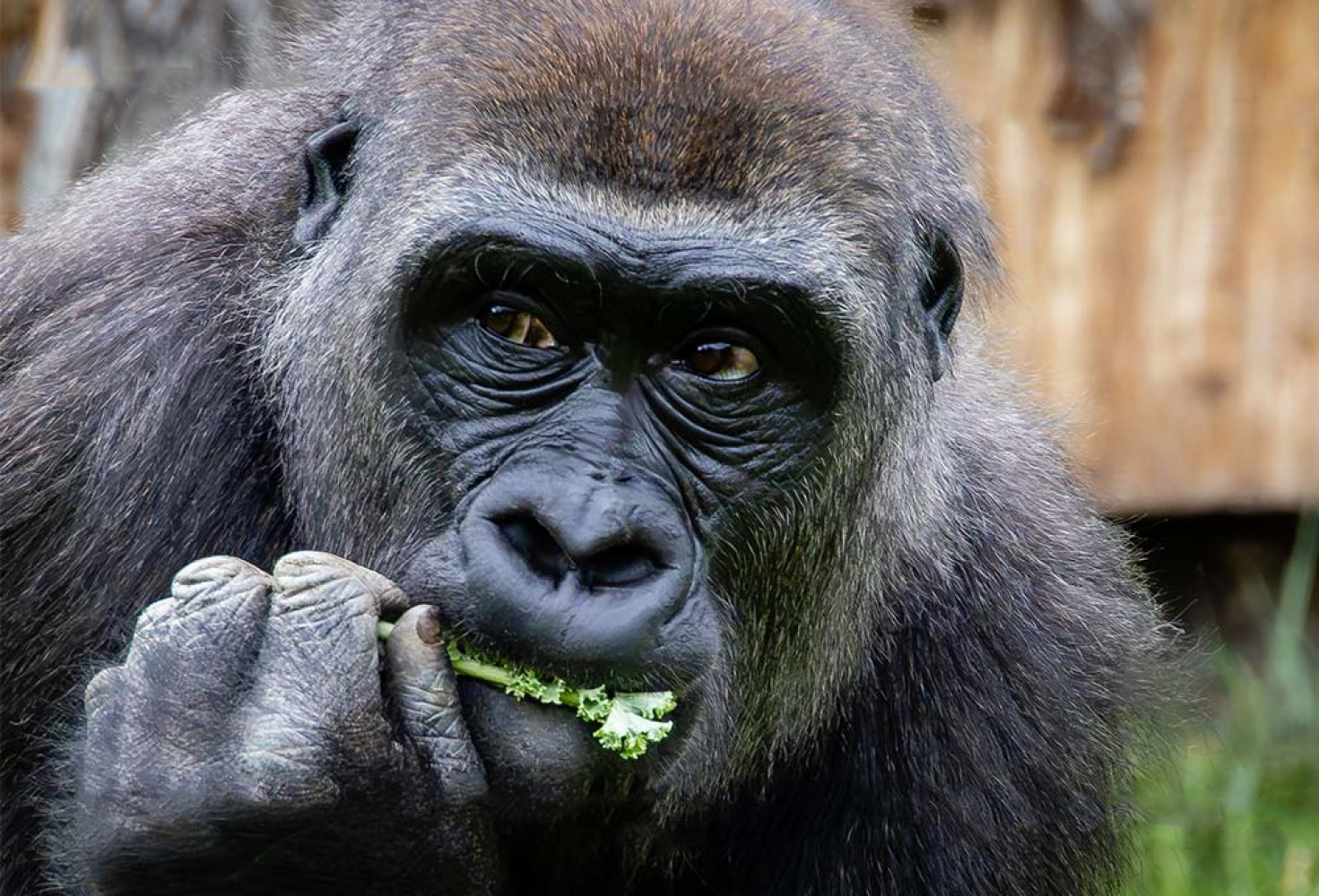 Goriller hakkında 10 ilginç bilgi