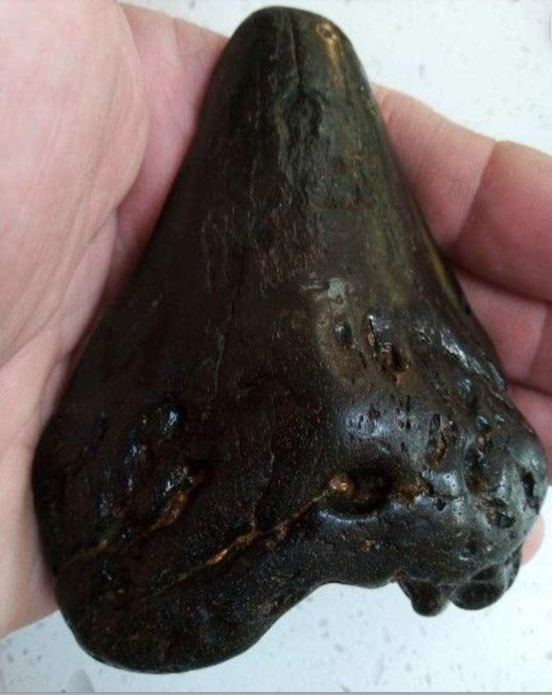 6 yaşındaki çocuk dev Megalodon dişi buldu