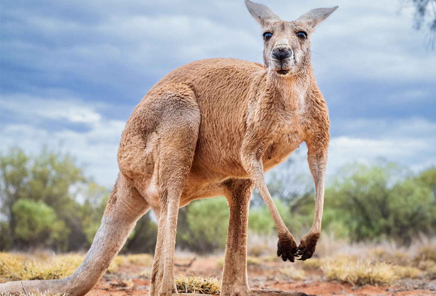 kanguru6.jpg Kangurular hakkında 10 ilginç bilgi