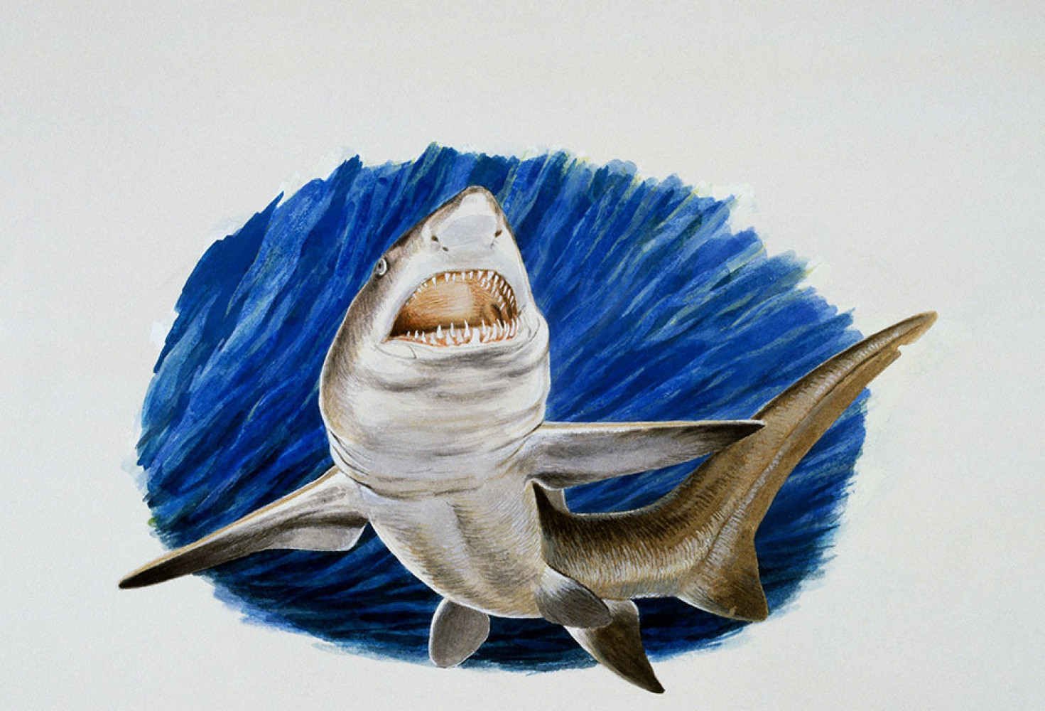 Okyanusun en yırtıcıları: Yeni bir köpekbalığı türü keşfedildi