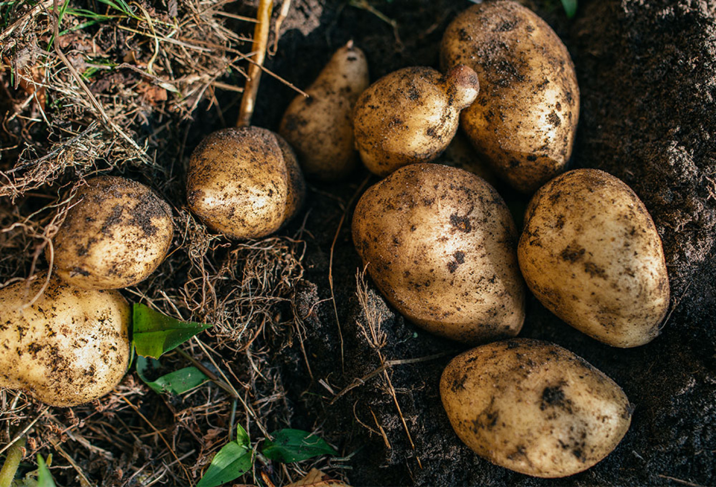 patates3.jpg Patates hakkında doğru bilinen yanlışlar