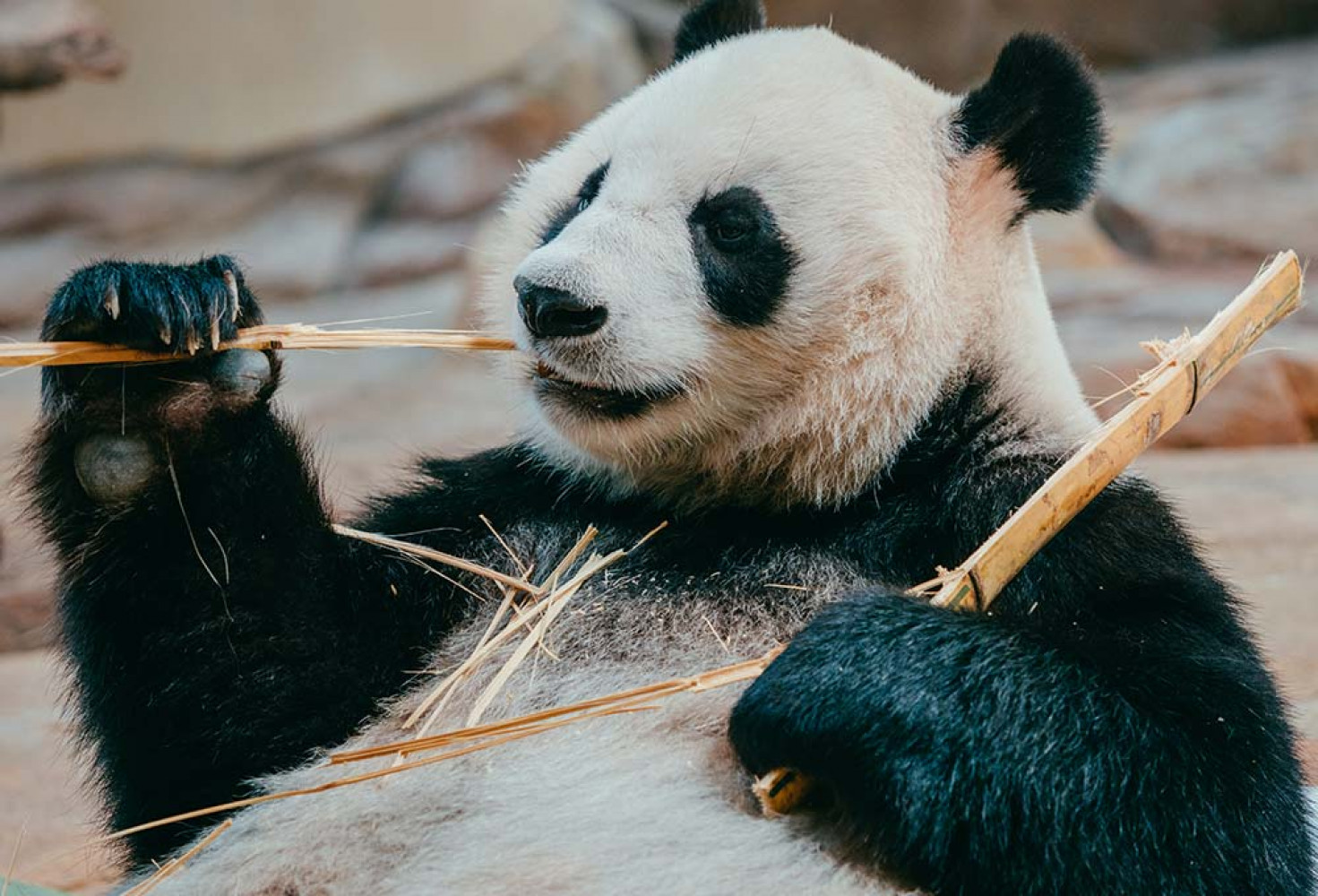 Pandalar hakkında 10 ilginç bilgi