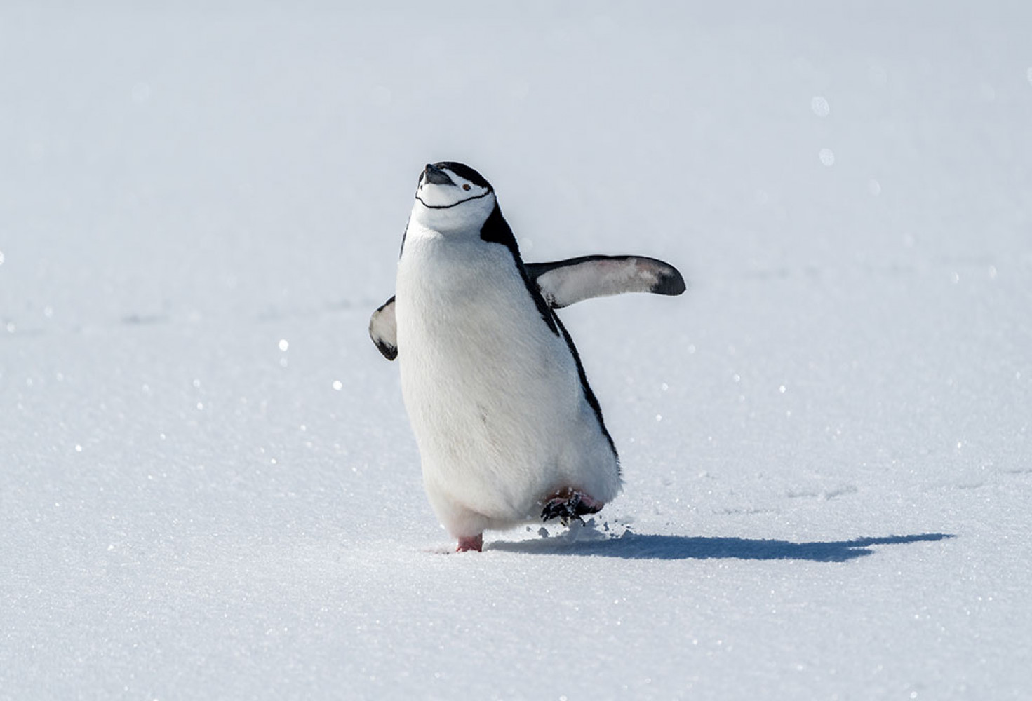 Penguenler hakkında 10 ilginç bilgi