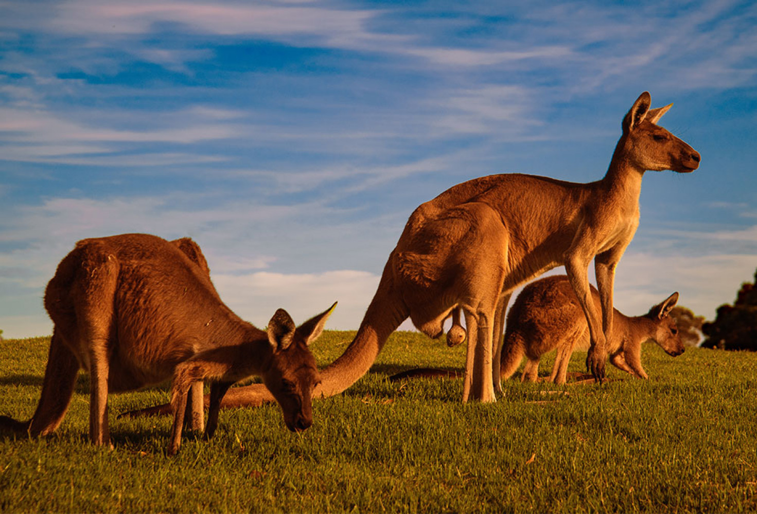mobkanguru.jpg Kangurular hakkında 10 ilginç bilgi