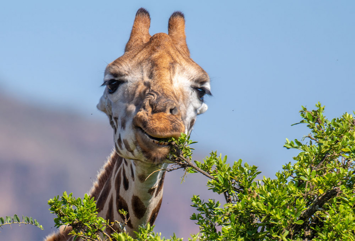 Zürafalar hakkında 10 ilginç bilgi 