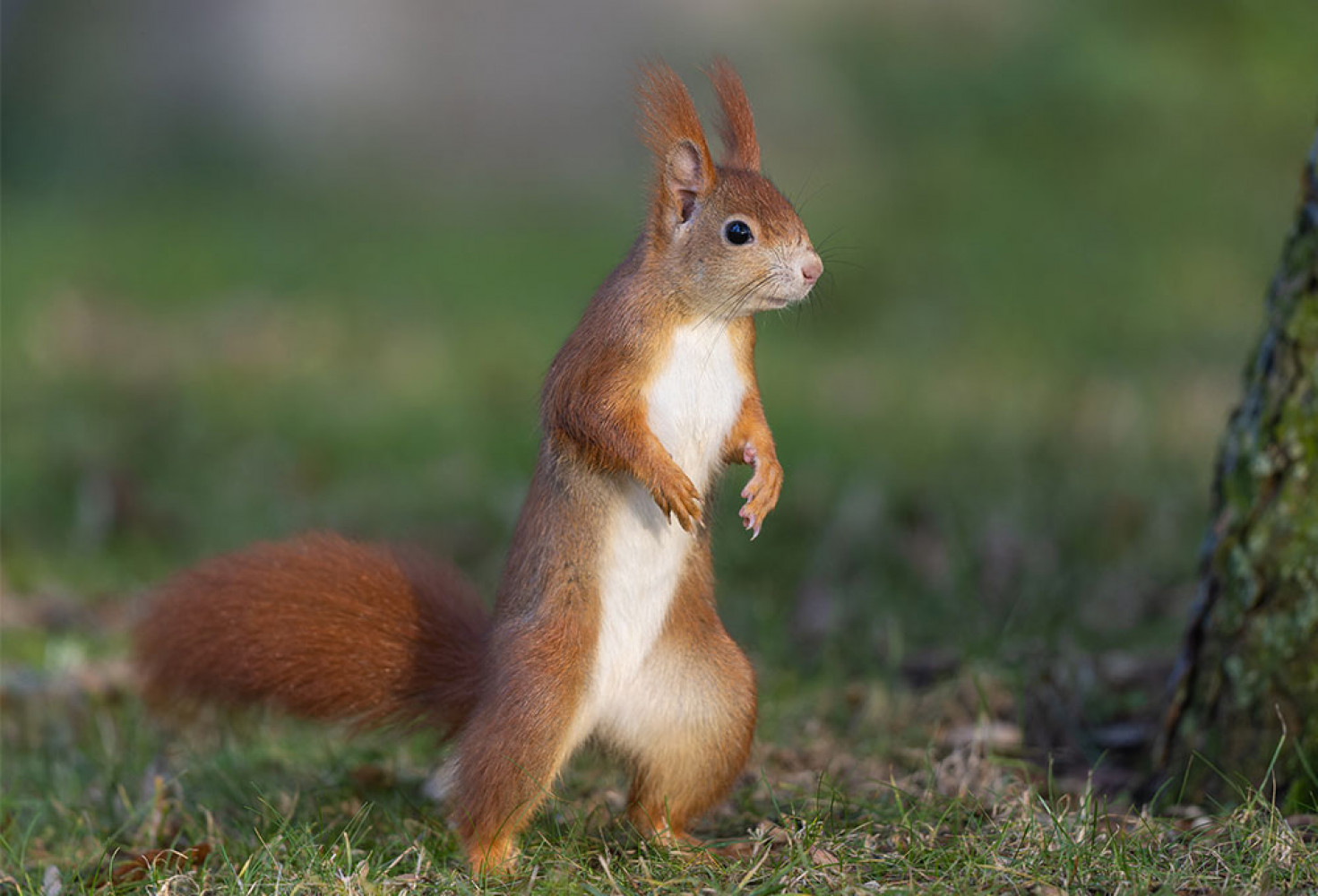 Sincaplar hakkında 10 ilgin&ccedil; bilgi 