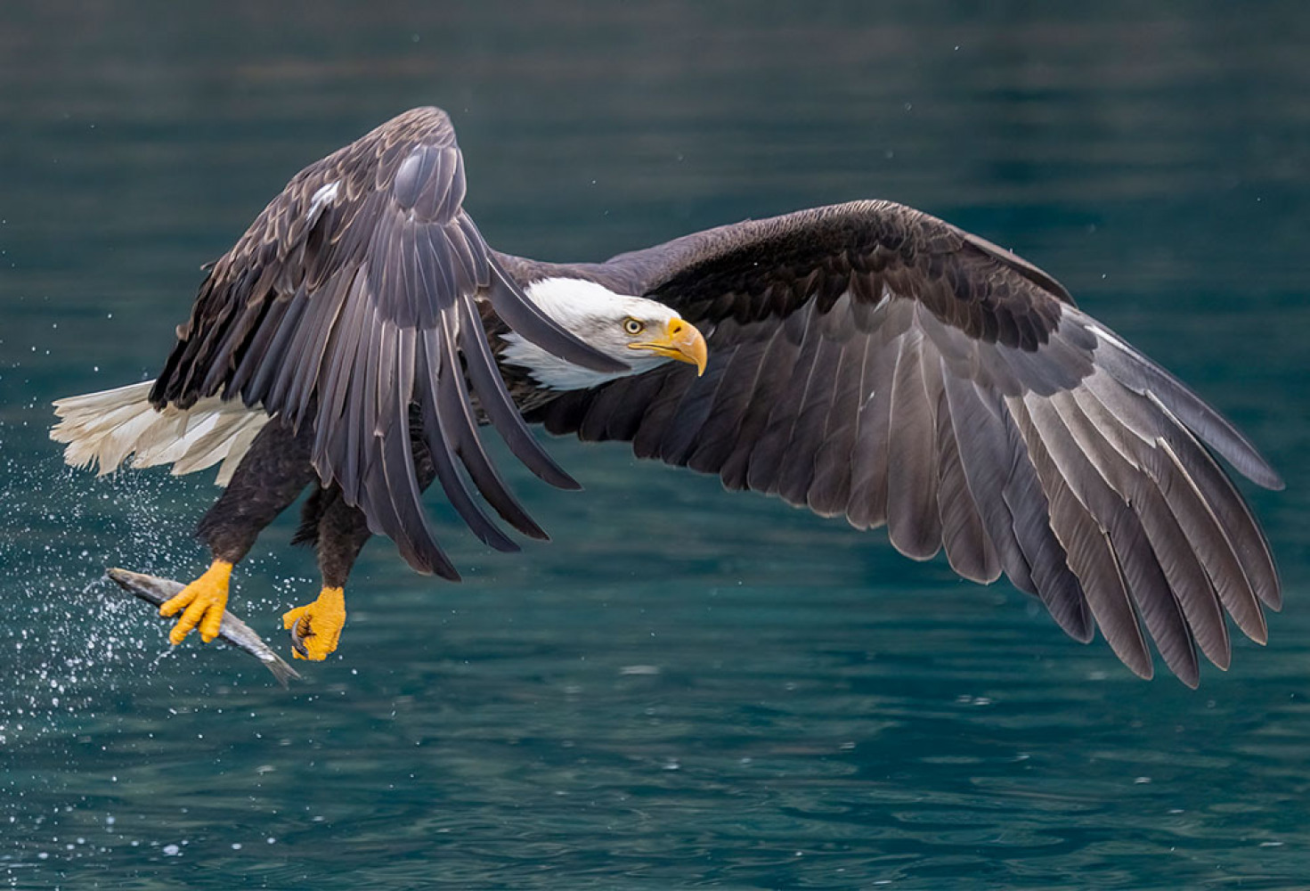 Kartallarla ilgili 10 ilgin&ccedil; bilgi 