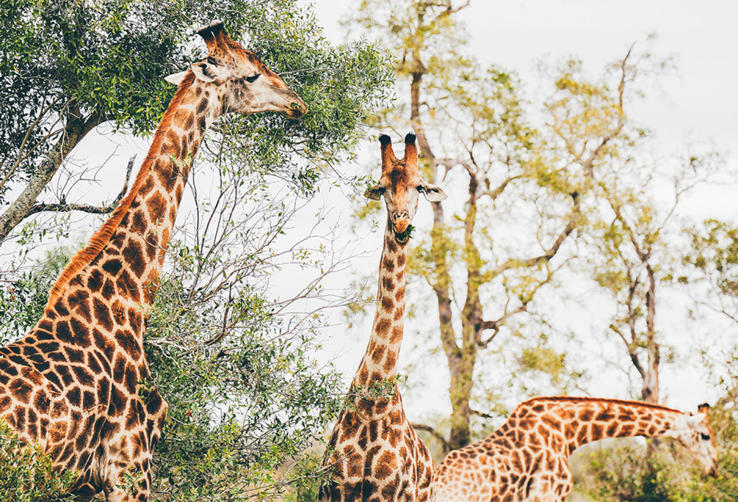 Zürafalar hakkında 10 ilginç bilgi 