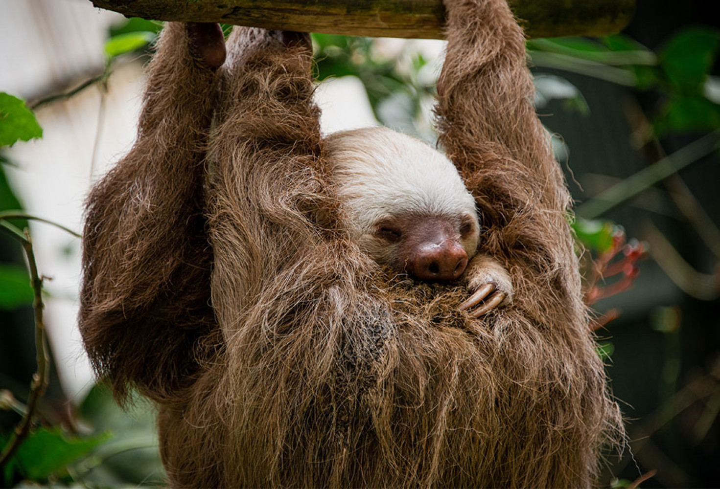 Tembel hayvanlar hakkında 10 ilgin&ccedil; bilgi