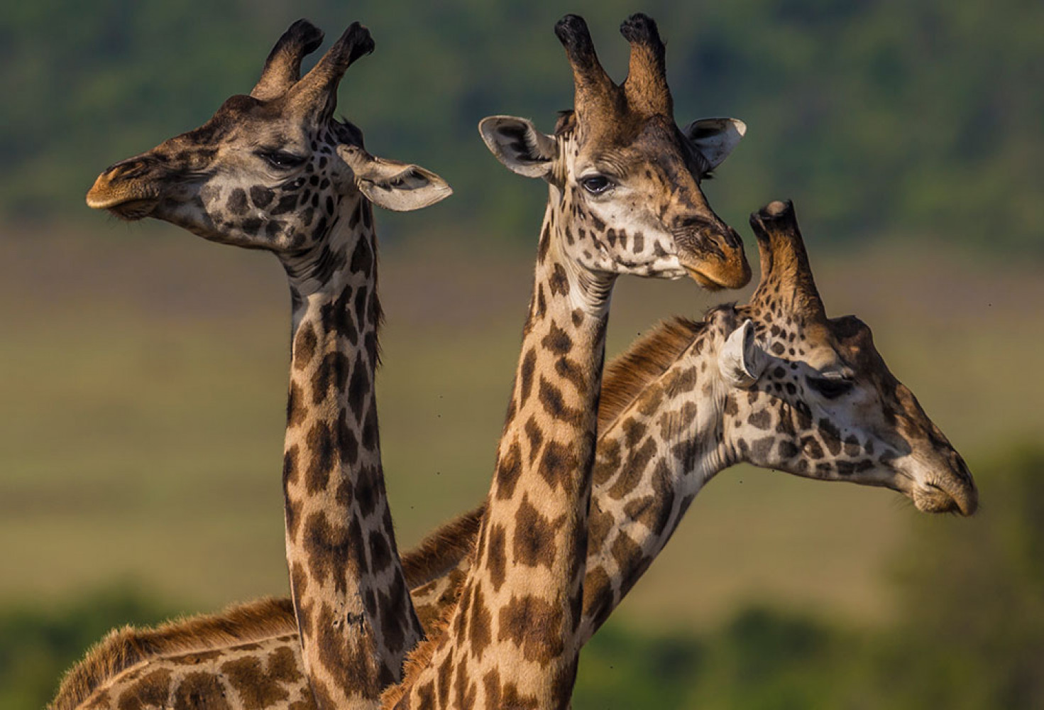Zürafalar hakkında 10 ilginç bilgi 