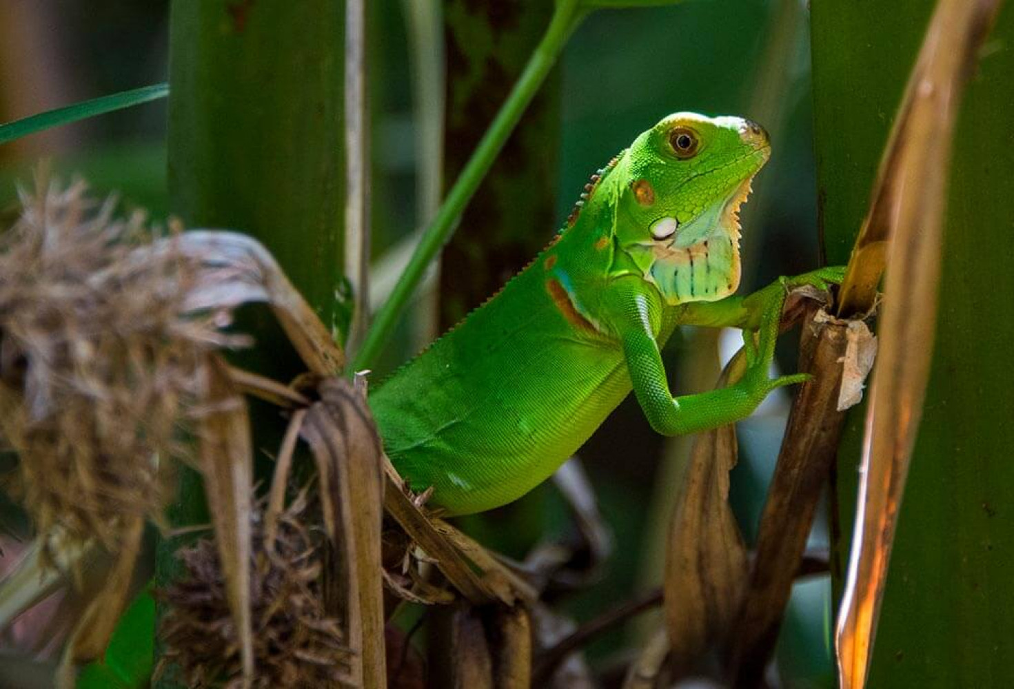 Jalapão, Brezilya’nın zorlu doğa şartları