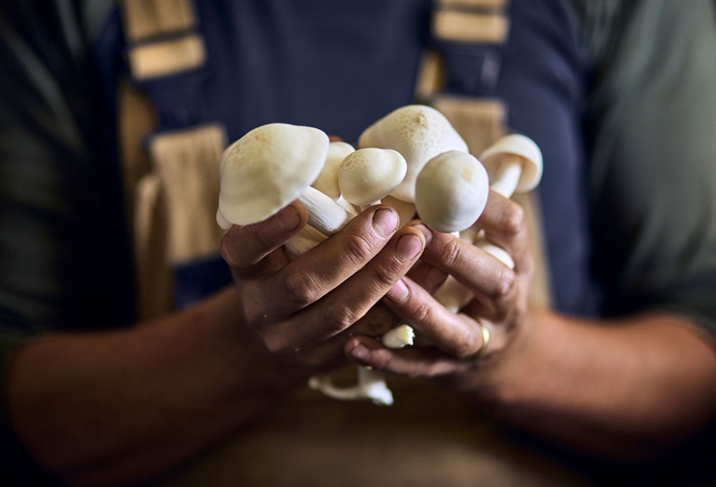 En zehirli mantar t&uuml;rleri 