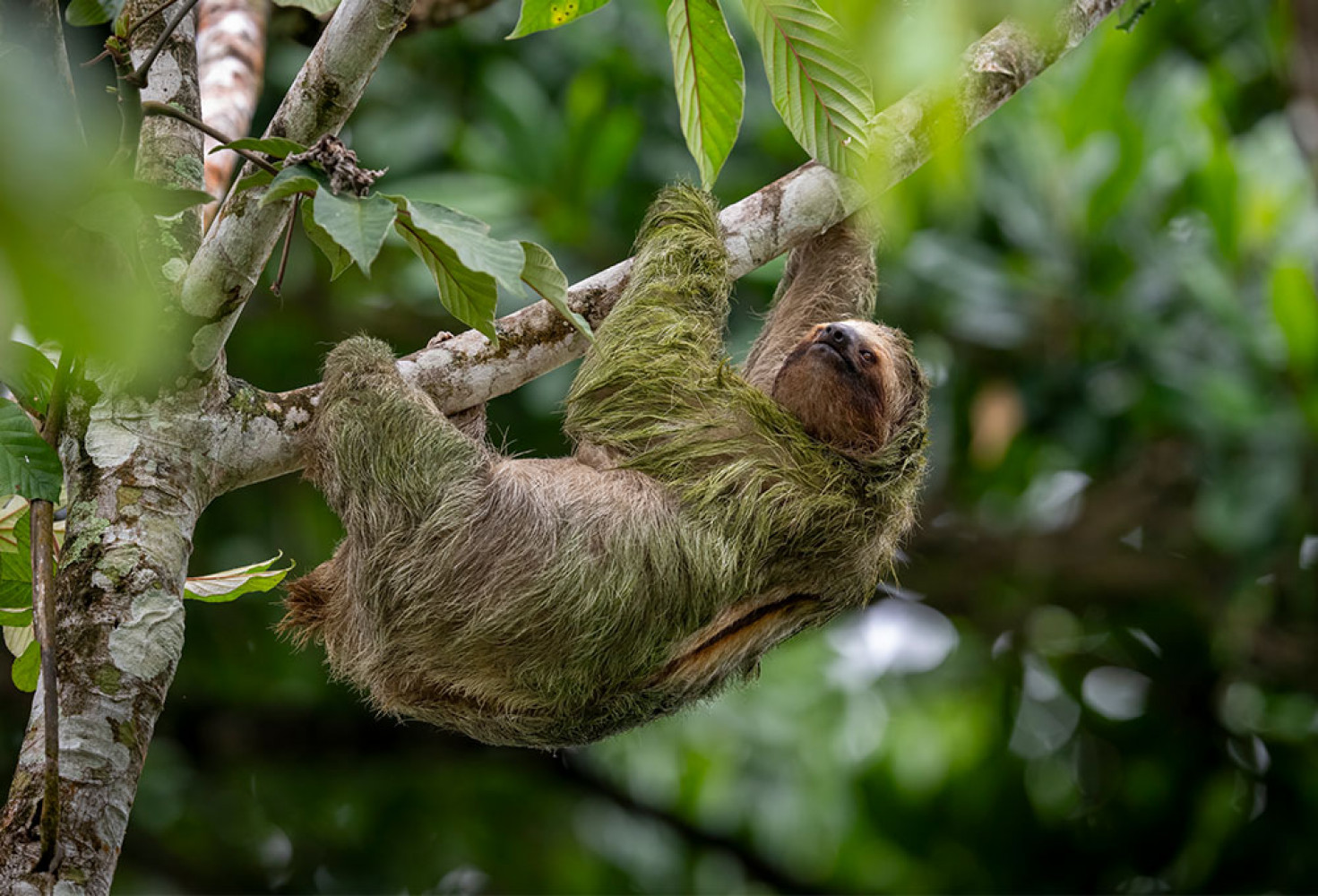 Tembel hayvanlar hakkında 10 ilgin&ccedil; bilgi