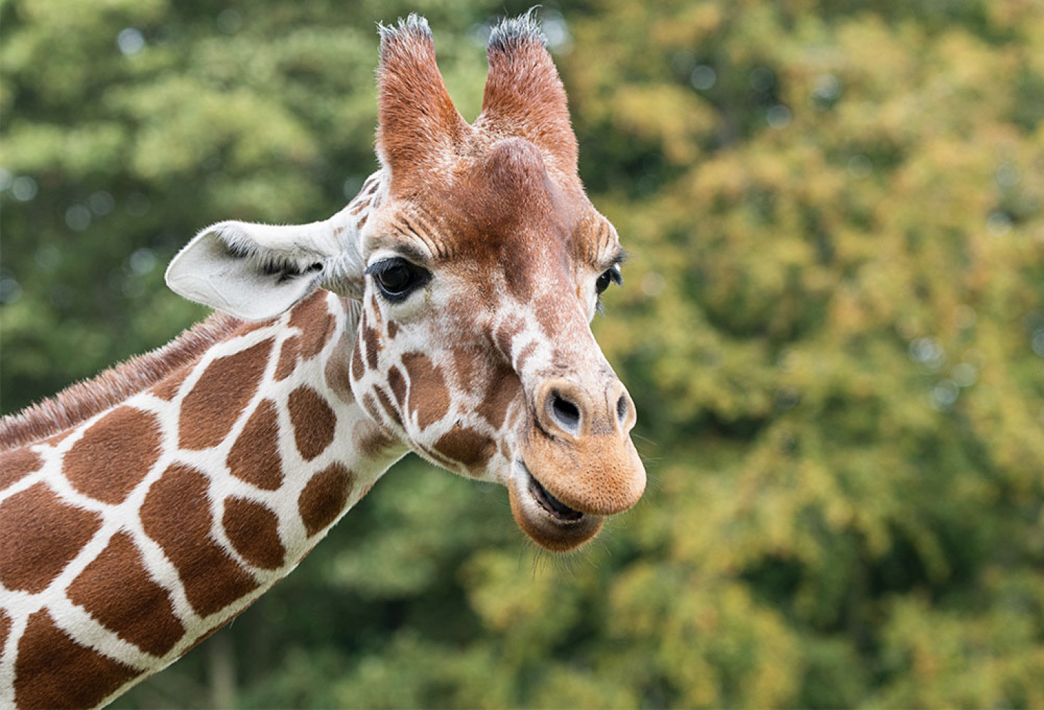 Zürafalar hakkında 10 ilginç bilgi