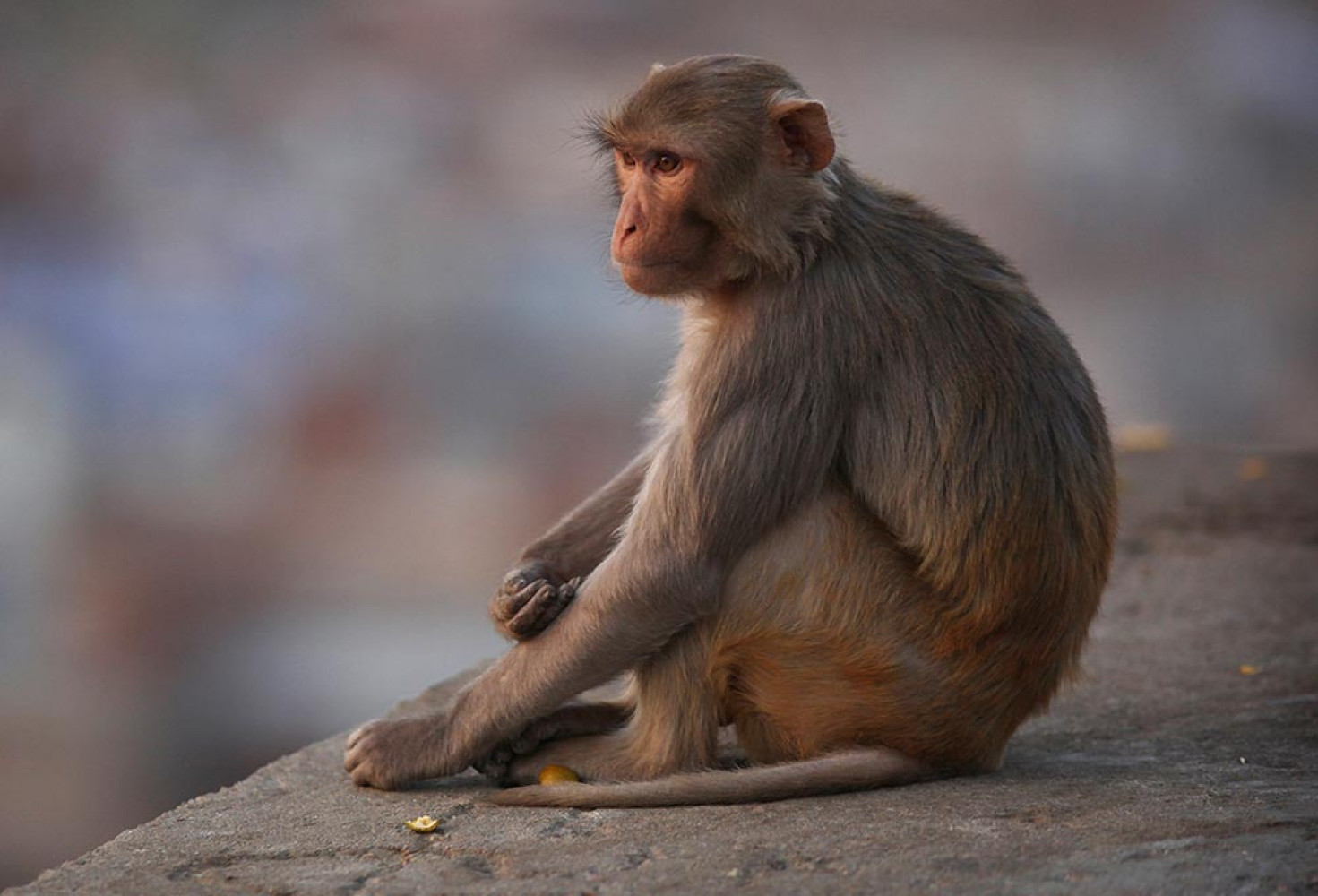 Maymunlar hakkında 10 ilginç bilgi