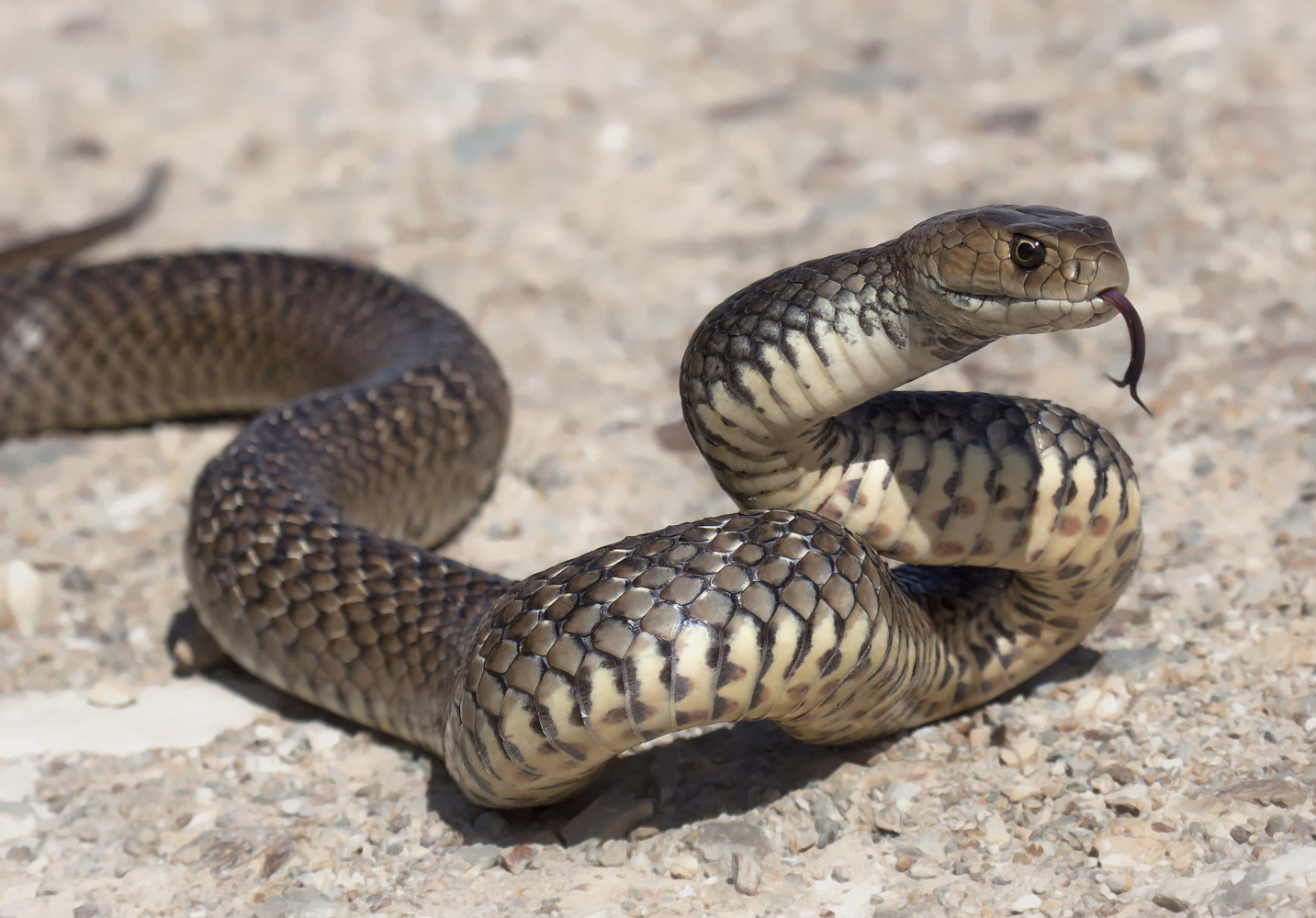 Zehirli yılanlarla ilgili 10 ilginç bilgi
