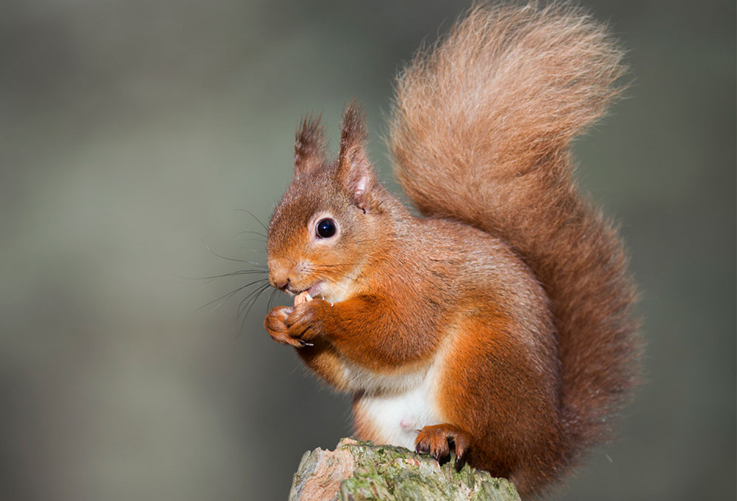 Sincaplar hakkında 10 ilgin&ccedil; bilgi 